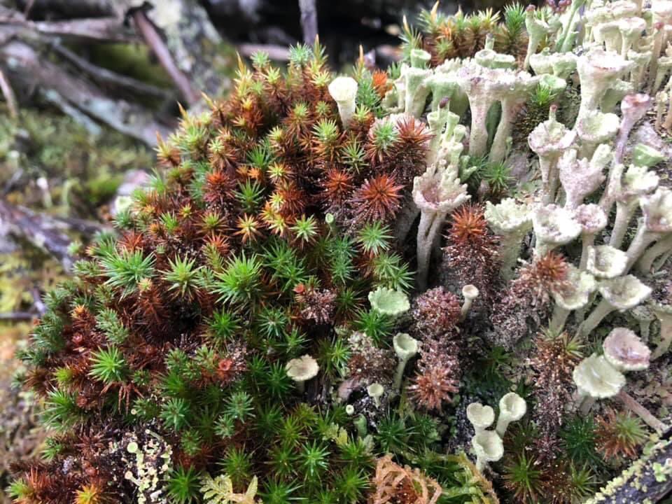 dornochlassie's tweet photo. Look closer and connect with #nature during your daily exercise during #lockdown. It helps me immensely. #wecandothis #MentalHealth #walkingwild https://t.co/rHdEIggsR2