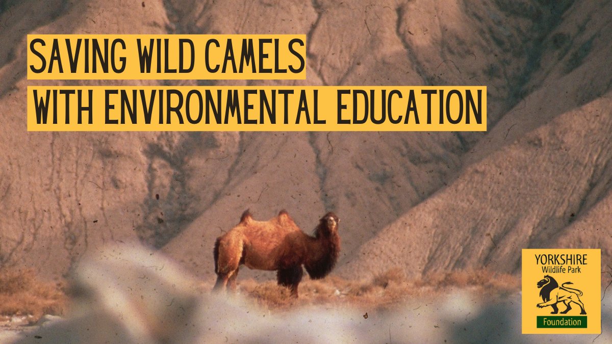 With help from a YWPF grant, <a href="/WildCamels/">Wild Camels</a> have implemented an environmental education programme in areas surrounding its Mongolian breeding stations, to allow local communities to help in the fight to save this critically endangered animal 🐫 

ywpf.org/donations/