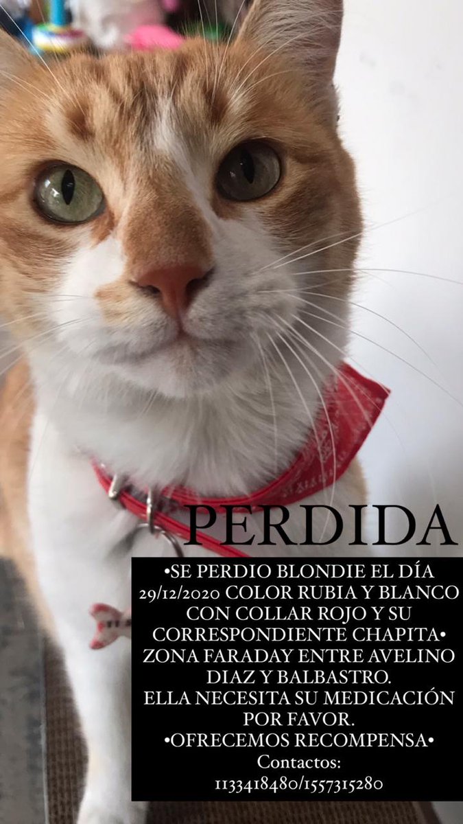 marianomaceiras's tweet photo. Se perdió en la zona de Parque Chacabuco.

Favor de difundir ⬇️ https://t.co/pZyrxdcE6o