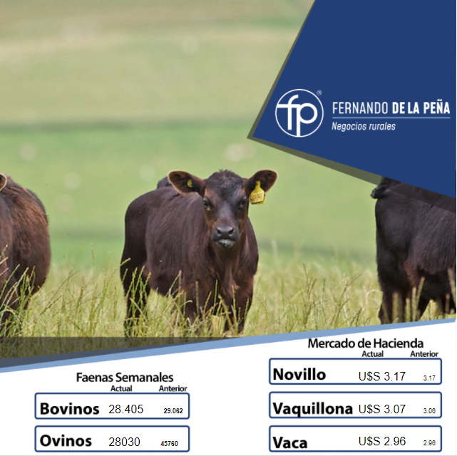 FPNegRurales's tweet photo. Buenos días a todos, continuamos informando los valores del #MercadoDeHacienda y #MercadoDeReposición en 🇺🇾 https://t.co/dTJCcDGEAw