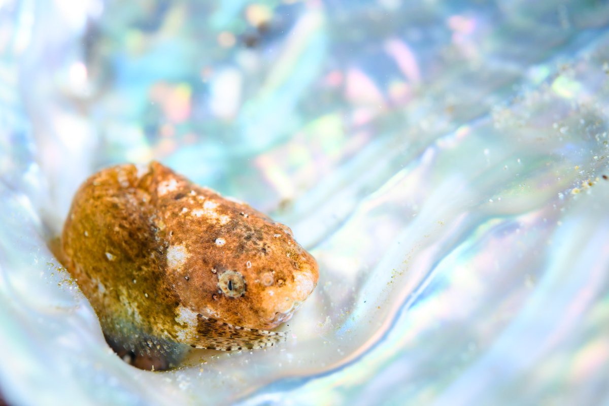 さやか Sayaka 水中写真 北海道 コクチクサウオ 目がイケメン 英語でsnailfish え ナメクジ いや 全然ねっとりしてないし さやか Sayaka 水中写真 北海道 コクチクサウオ 目がイケメン 英語でsnailfish え ナメクジ いや 全然ねっとりしてないし