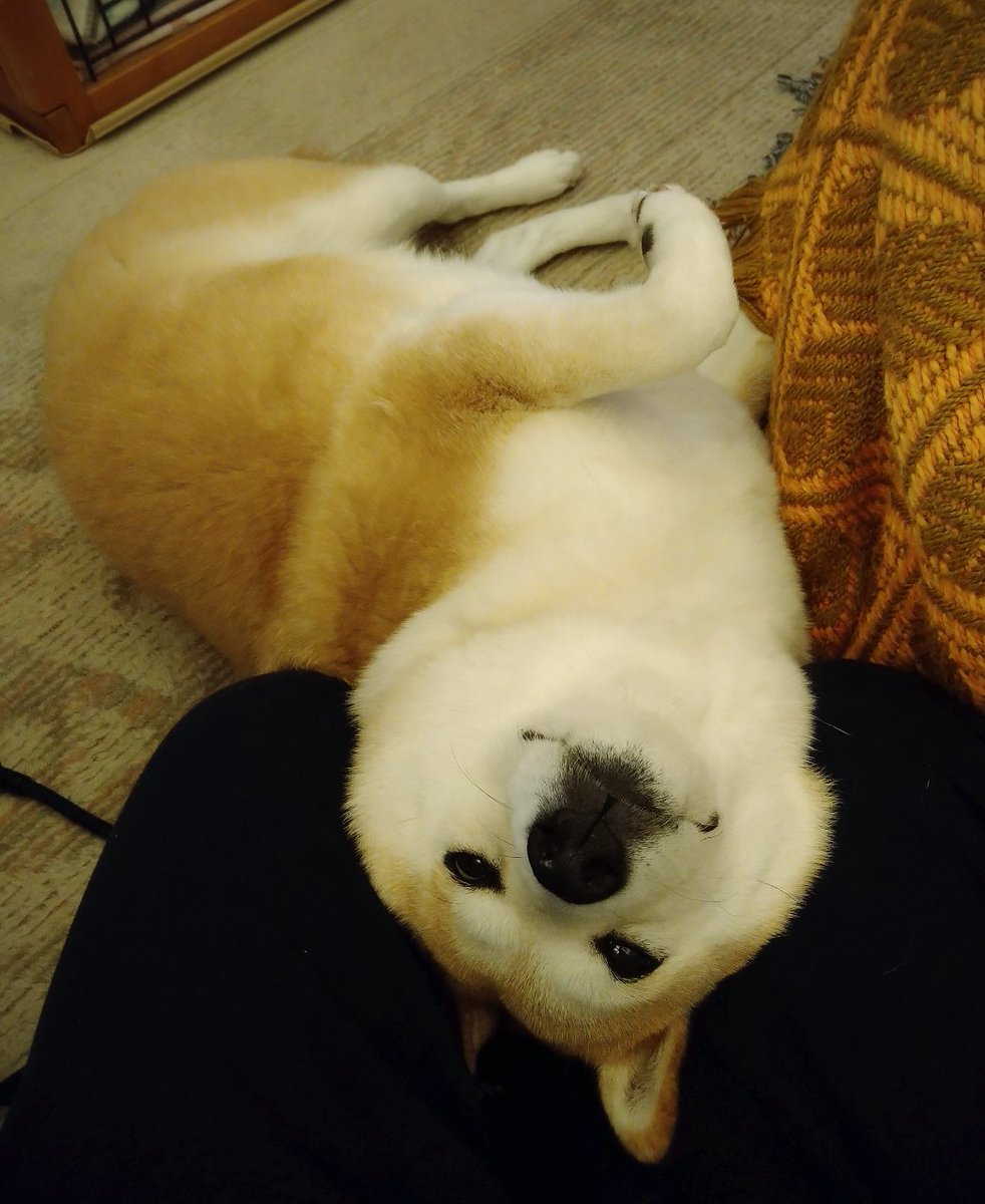 手が乾燥してう こ袋が開かないので 犬の散歩中のライフハックが注目される おまえの鼻が役に立つのさ Togetter 手が乾燥してう こ袋が開かないので 犬の散歩中のライフハックが注目される おまえの鼻が役に立つのさ Togetter