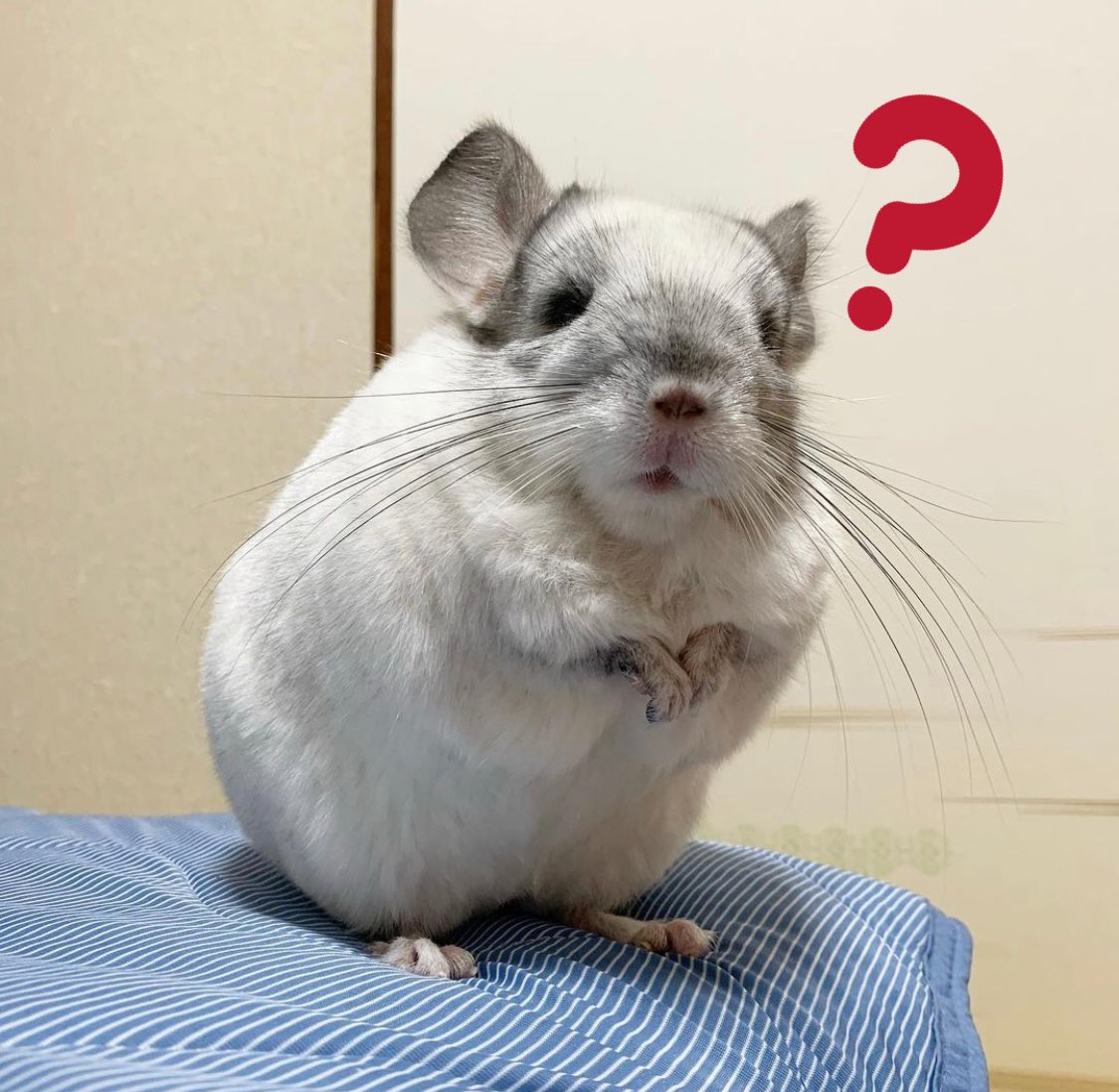 チンチラのもふもふ Chinchillamfmf Twitter