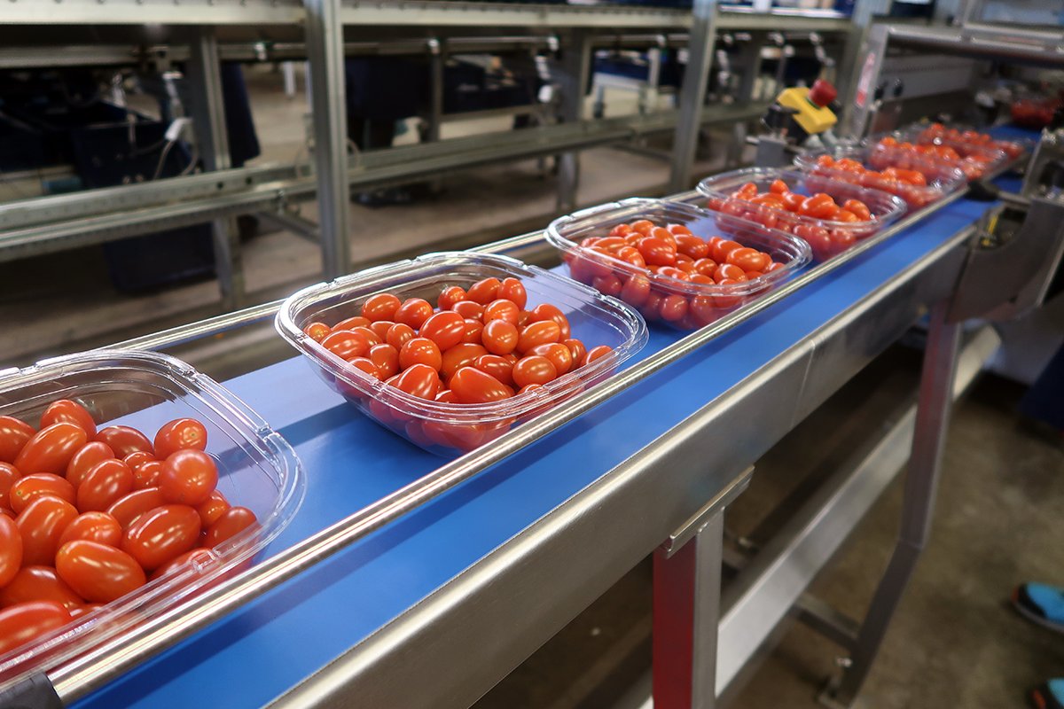 RedStar zet forse stap in verminderen plastic 🍅. Met de uitbreiding van een innovatieve topseal productielijn, worden nu nog meer tomaten verpakt in dunne plastic schalen. Zo wordt er 40% minder plastic gebruikt #duurzaam #topseal <a href="/SismatecBV/">Sismatec BV</a> #plasticfree bit.ly/3hK9z3y