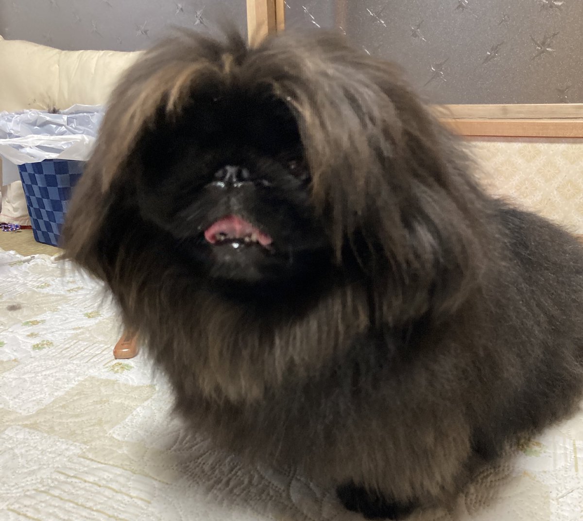 よんばち つうか犬だけど 太陽犬 とも呼ばれてるらしいです ポンデライオンみたいだからかな