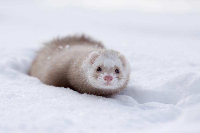 Ferrets4Elaina's tweet photo. @Elaina_Exe Fwiend? https://t.co/8Sbh3ydWKk