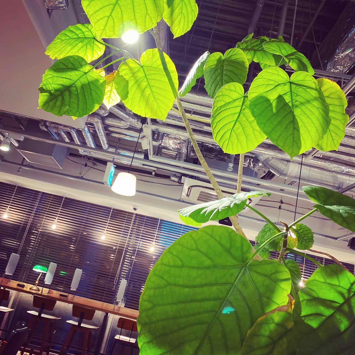 readingstyle's tweet photo. この度、カフェをリニューアルいたしました😊✨
仕込み方法や調理法にひと手間を加えた新メニューや、
内装はソファ席を増やして中央にはグリーン🌳📖
よりゆったりと寛いでいただける場所を目指しました☺️☕️
これからちょっとずつ新しくなった当店の内装と��ニューを紹介させていただきます🌟 https://t.co/KzFsNEU4ht