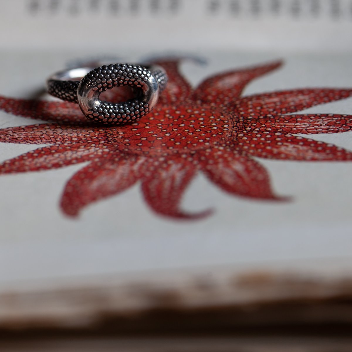 A really unusual and quirky design – I like the way you can see your finger through this Squid Ring. Its shape and texture are reminiscent of the wonderful suckers of underwater creatures.

#ring #rings #beautyundermynose