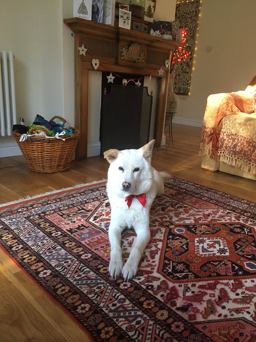 Hell’s bells, it’s miserable again, isn’t it?  Here, have a picture of my best friend on Christmas Day. 😊#keepsmiling