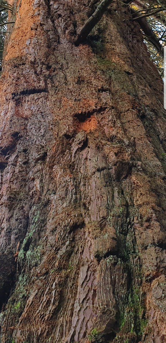 TheCemetress's tweet photo. Good Morning #thicktrunktuesday 
#CemeteryTree 
#IHuggedATreeAtMidnight 
#Treeheroes
#Treemunity 
⚰🌲✌🏽🖤 https://t.co/JFMV778FtI