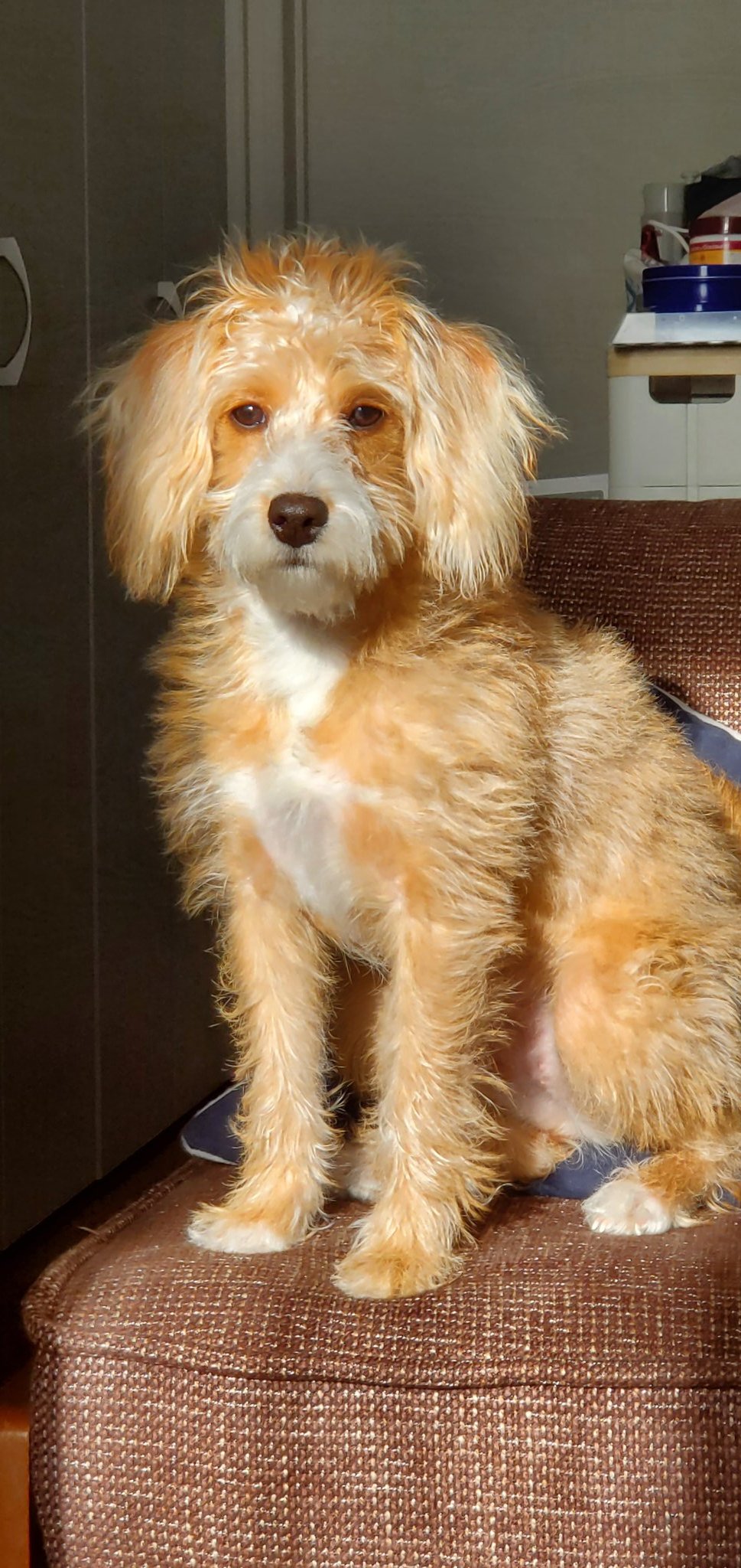 トイプードルミックス Twitter Search Twitter