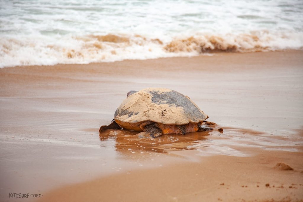 jessmozturtles's tweet photo. Despite heavy crowd, this loggerhead nested and returned to ocean, usually animals in this scenario are hunted but the crowd was convinced to take photos instead. Photos Sasha @kitesurftofo #mozambique #carettacaretta https://t.co/wtCxgoFPY7