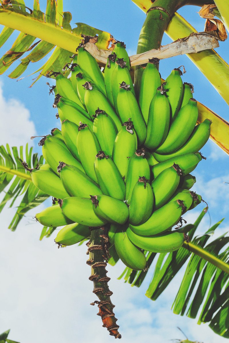 Interkoripening's tweet photo. New year new ripening Tip! 

When bananas are harvested they have very high levels of starch. During ripening the starch is converted into soluble sugars, which is why bananas are so much sweeter when ripe. #sugar #sweet #interko https://t.co/V0TXxaLp9O