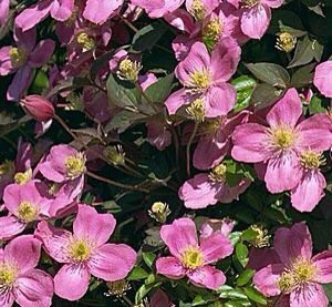 I can imagine Clematis montana, either the white or the pink, throwing itself like a cloak over the top of the hedge; a single plant of this should cover an area of 15’ within a very few years.  
gardensillustrated.com/plants/best-cl…