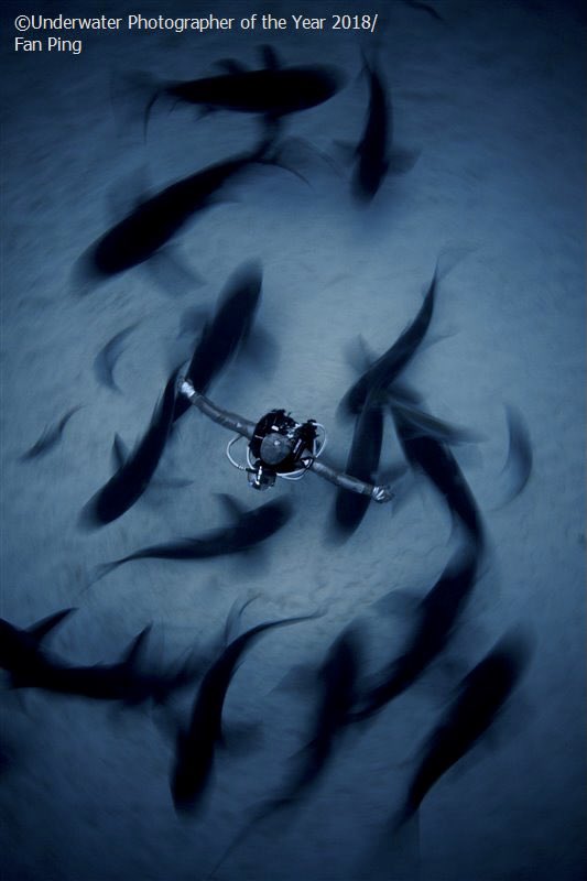 #UPY2021 Just hours left to get your pictures in for The Underwater Photographer of the Year contest. This long exposure of a diver and sharks saw Fan Ping awarded in 2018.  More info and enter here:
underwaterphotographeroftheyear.com