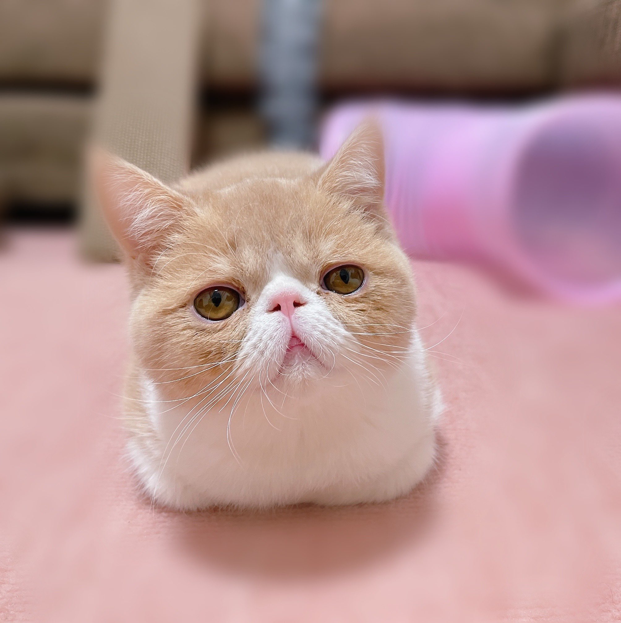 へむちん 飼い主さんにおもちみたいって言われたにゃ おもちっておいしいのにゃ エキゾチックショートヘア 子猫 猫好きさんと繫がりたい 猫 へむへむ ぶさかわ おもち状態 T Co Pdec0qaxex Twitter