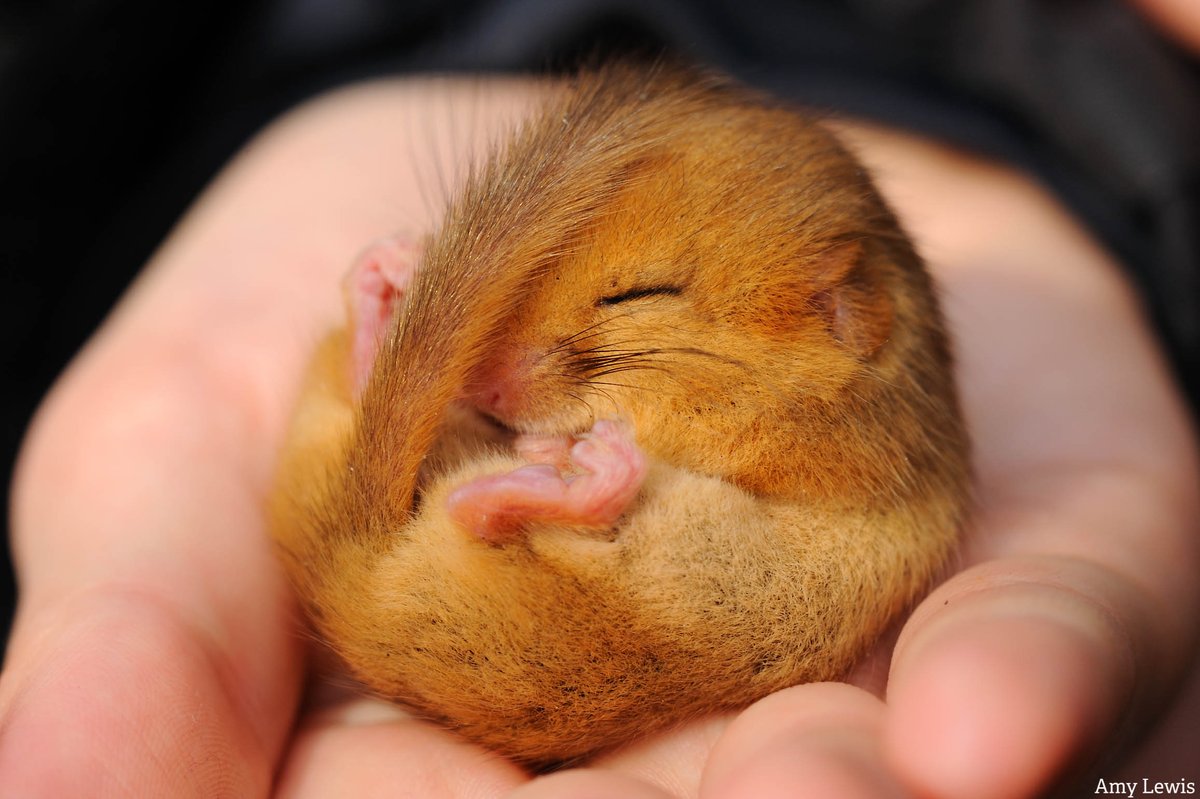 We thought you might need cheering up so here is a sleepy little dormouse to brighten your day 🥰