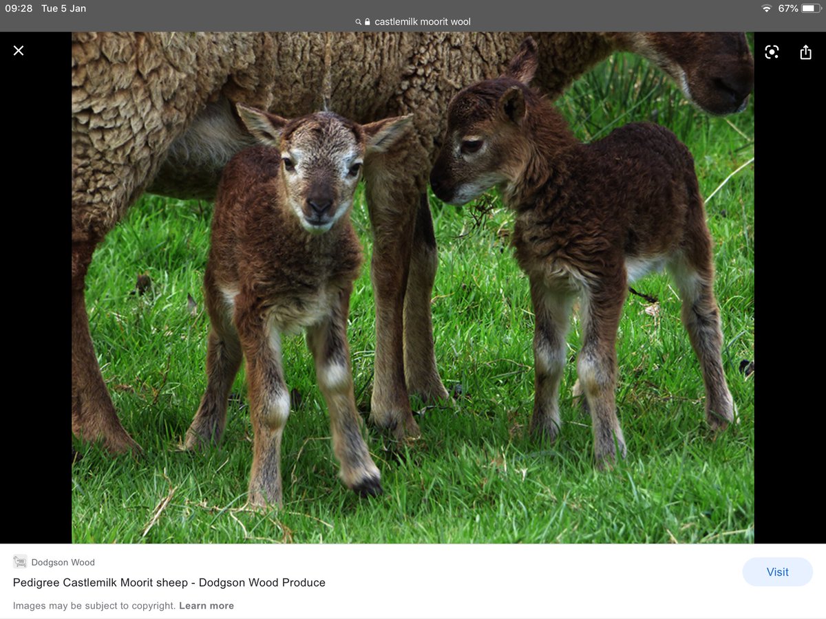 Rare breed sheep Castlemilkmoorit lambs. So beautiful , bred for their attractiveness . Wool is sort after .