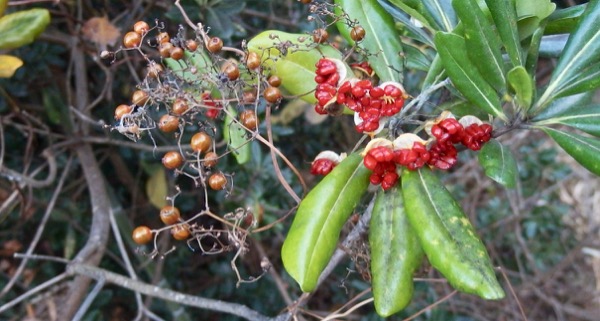 トベラ科 Twitter Search Twitter