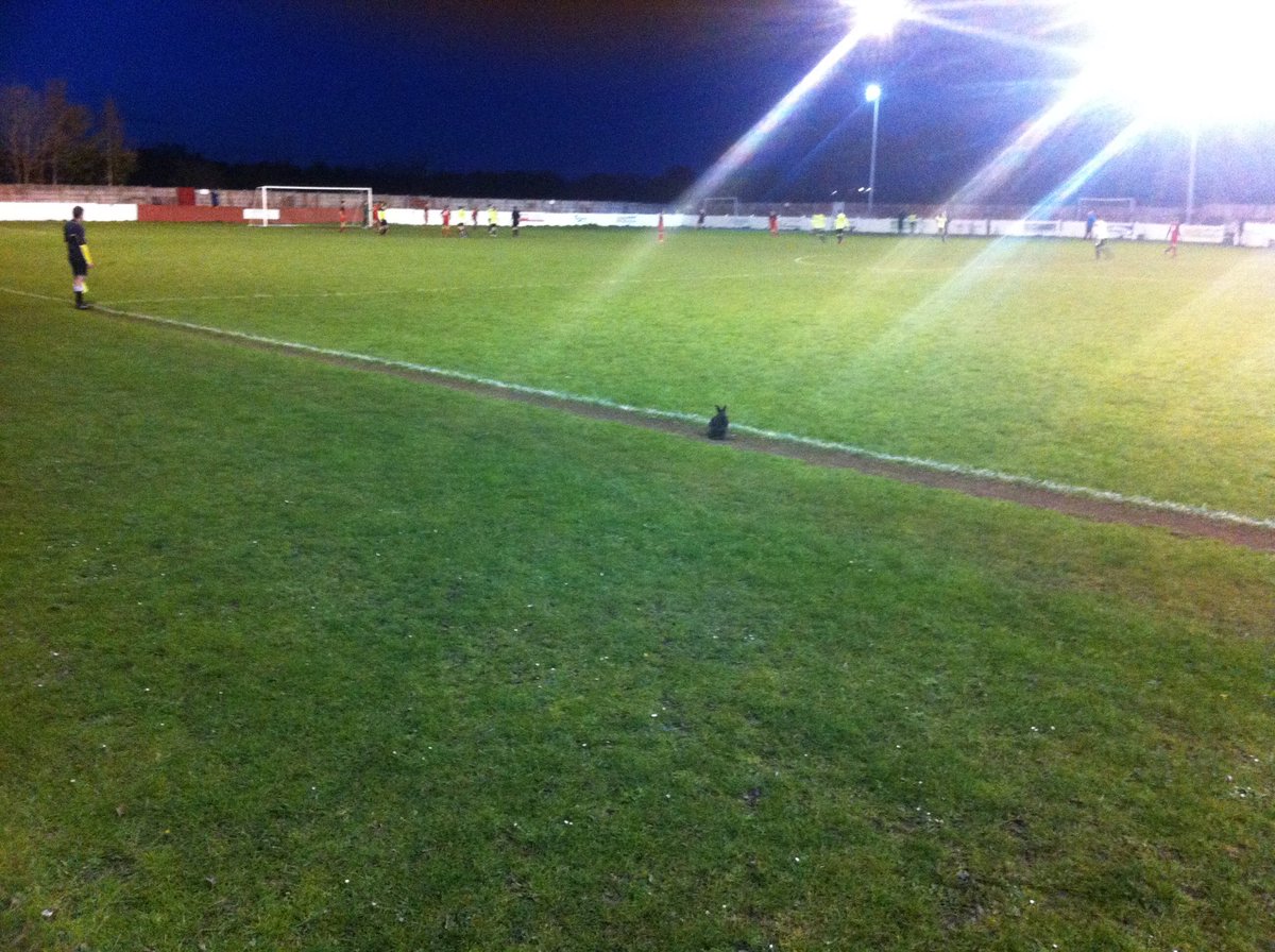 BeakerTAFC's tweet image. Wonder what happened to the black rabbit that adopted Thackley in 2016? Obviously an escaped pet, he was around the ground for several weeks before disappearing.
Photo is of a floodlit U18 match, when the rabbit spent the entire match following the linesman up and down the line!