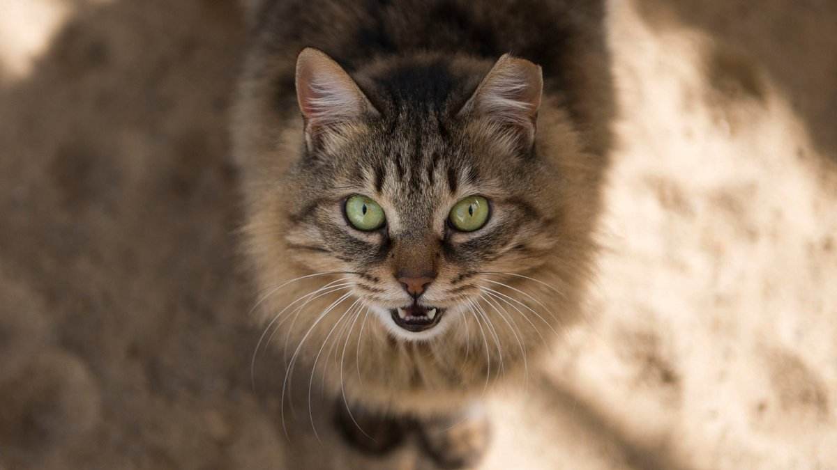 animallegend3's tweet photo. Two Cats Are First U.S. Pets to Test Positive for Coronavirus https://t.co/3i55oqqRsZ
