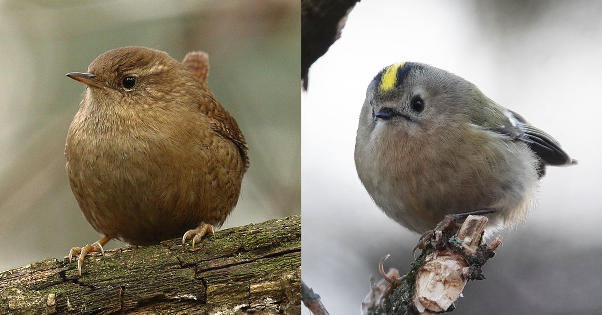 Der Zaunkönig (Troglodytes troglodytes) und das Wintergoldhähnchen (Regulus regulus) sind die kleinsten gefiederten Gäste an der Futterstelle! Ob die beiden unter die Top 25 der #StundederWintervoegel kommen? Jetzt informieren &amp; am Wochenende Vögel zählen: birdlife.at/page/stunde-de…
