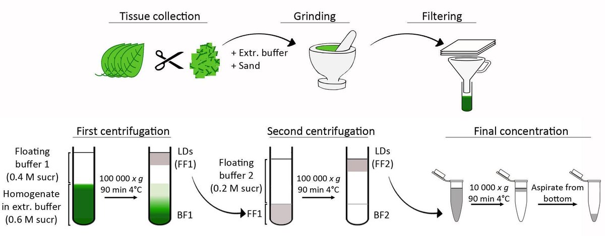 Bio Protocol New Lipid Droplet Isolation From Arabidopsis Thaliana Leaves T Co 8hoi0eaplk Plantsci Protocol Cnb Csic Pcp Eic T Co Whhck6vzzo