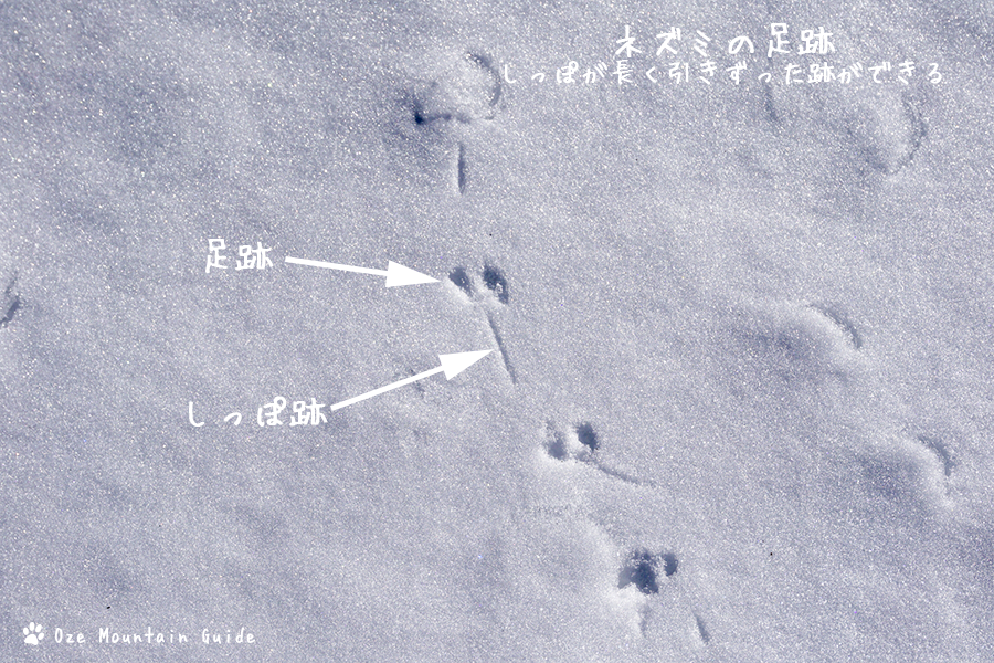 尾瀬マウンテンガイド 家の近くの動物の痕跡です Y字型の足跡が特徴的なウサギと しっぽを引きずってしまうネズミです アニマルトラッキングも面白いですよ
