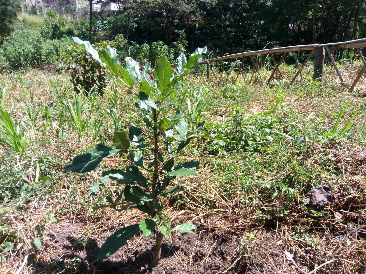 LamechLamarch25's tweet photo. A visit to Michuki Memorial Park will also give you an opportunity to Plant &amp; sample various species of both Indigenous &amp; exotic trees and seedlings at the tree nursery within the park.

#DaimaGreenSpaces
#GenerationRestoration. https://t.co/pgXdC3FooZ