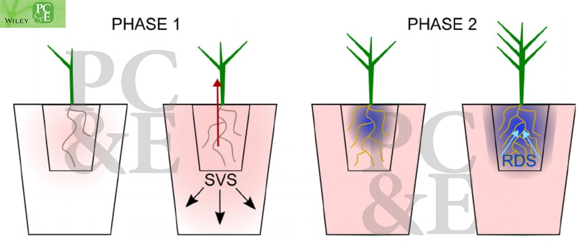Plant Cell & Environment (@plantcellenvir) on Twitter photo Plants can measure both substrate volume and root density using mobile signals allowing them to modify their shoot growth and avoid resource limitations later in life by
<a href="/CaraWheeldon/">Dr Cara Wheeldon</a> et al. @ScienceLeeds doi.org/10.1111/pce.13… Plants can measure both substrate volume and root density using mobile signals allowing them to modify their shoot growth and avoid resource limitations later in life by
<a href="/CaraWheeldon/">Dr Cara Wheeldon</a> et al. @ScienceLeeds doi.org/10.1111/pce.13…