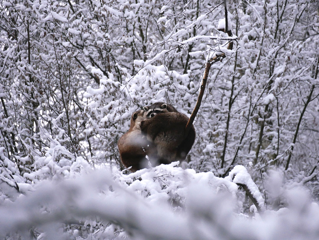 Parc Animalier des Pyrénées tweet media