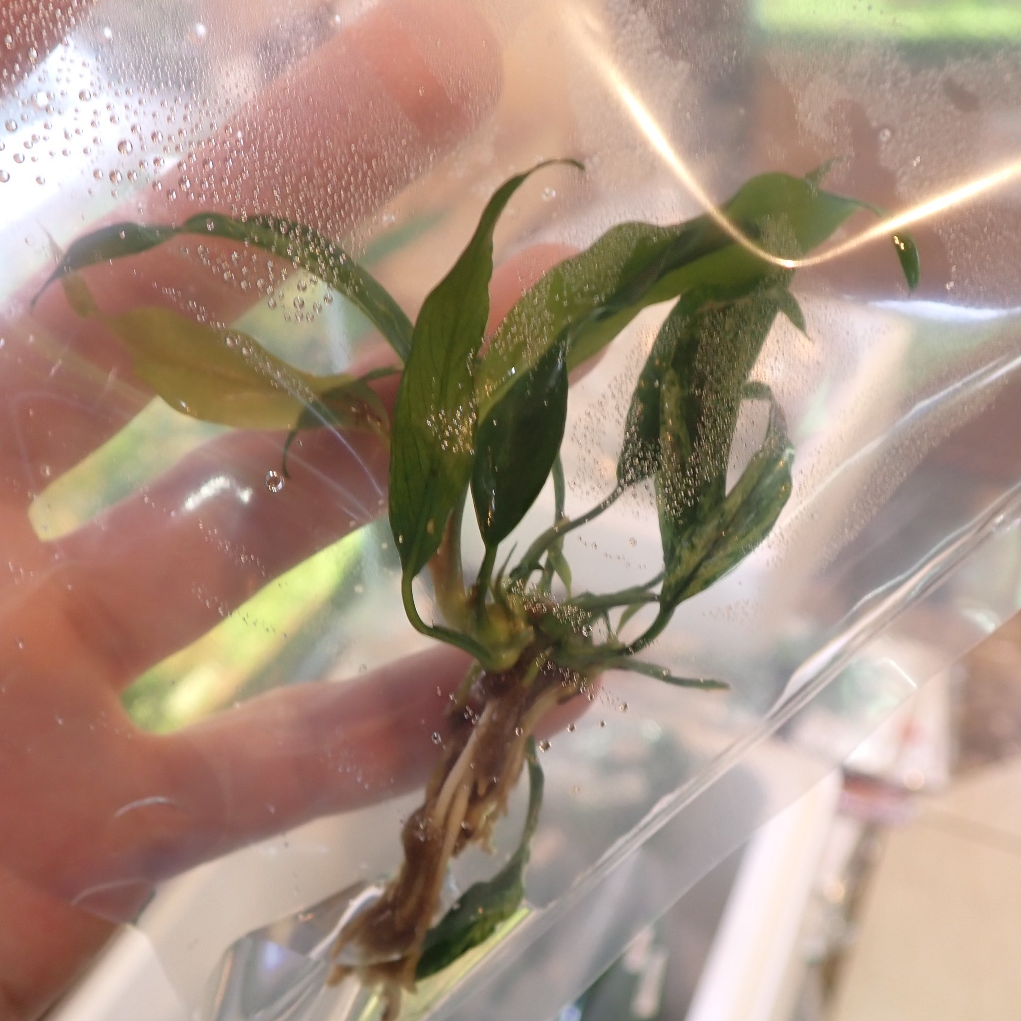 Aquarium Kind 本日追加の特価水草をご紹介 本日入荷で新しくアヌビアスを色々追加しております アヌビアス ミニマは細葉タイプのアヌビアスで いやの隙間などによく合う小型のアヌビアス 特価にて ミニマ ドラゴンクローもちょびっとだけ追加し