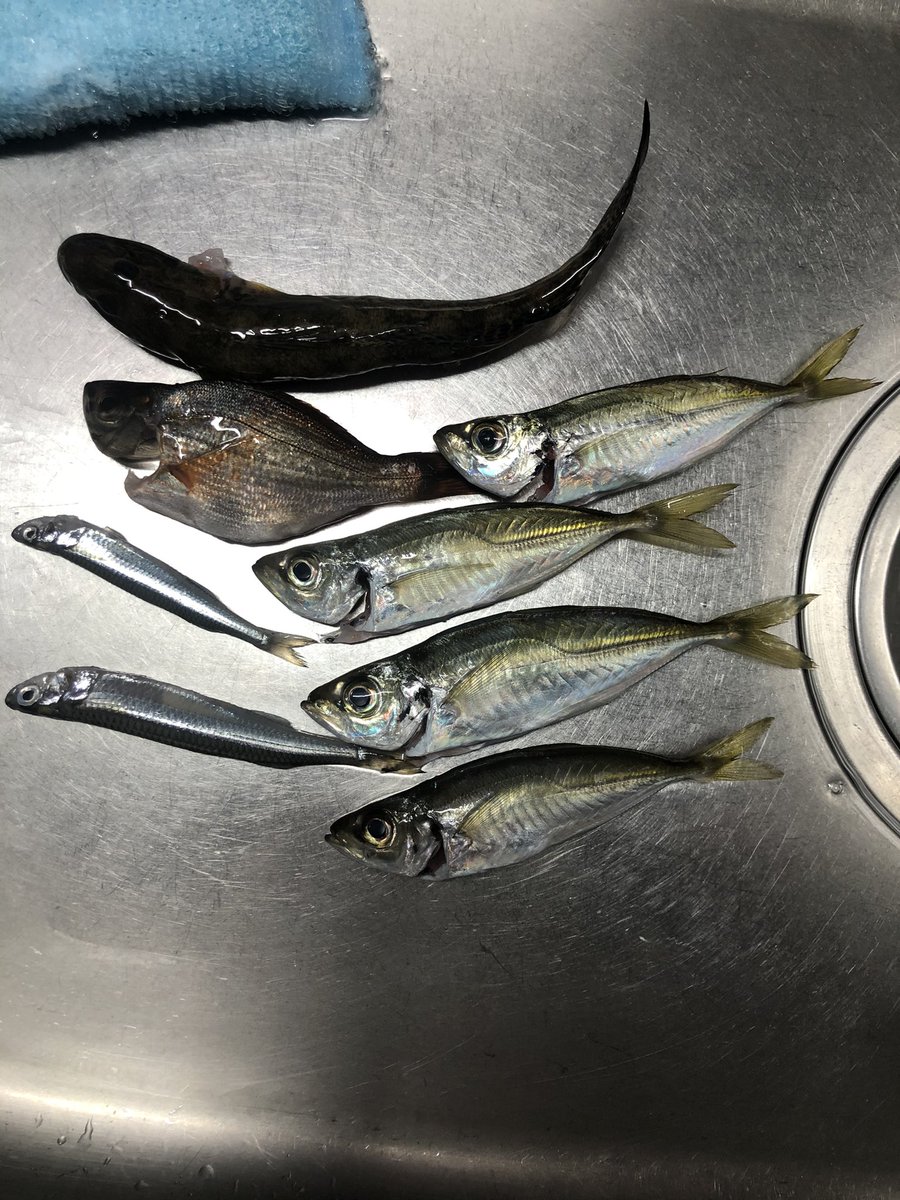 キハル 釣納め 釣始め今更まとめ 12 29夕マズメ 21 00頃まで西公園先端 足元でcm強のカサゴ2匹 トリック 泳がせ ぶっこみは不発 1 2夜中 昼 まで外房2カ所 まったり五目釣り ハゼ アジ イワシ ウミタナゴ 三脚 リリースで キハル 釣納め 釣始め今更まとめ 12 29夕マズメ 21 00頃まで西公園先端 足元でcm強のカサゴ2匹 トリック 泳がせ ぶっこみは不発 1 2夜中 昼 まで外房2カ所 まったり五目釣り ハゼ アジ イワシ ウミタナゴ 三脚 リリースで
