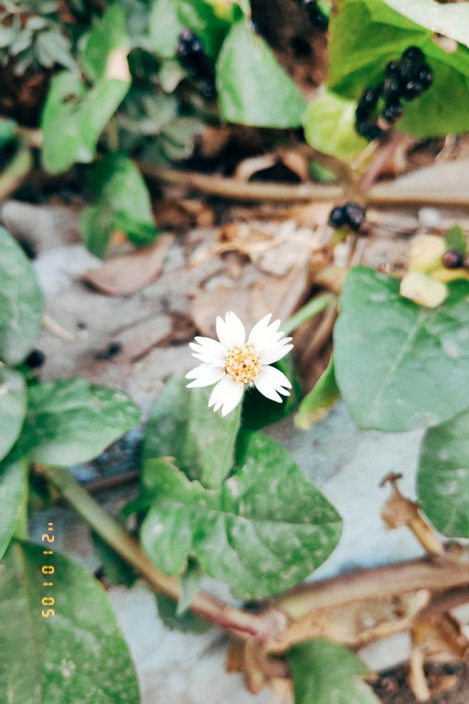 KalyaniMuktevi's tweet image. Commonly known as #Coatbutton from #Daisy family