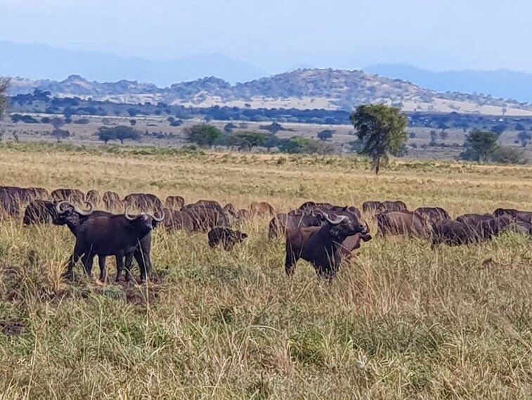 Starting the year in the wild :) #kideponationalparkuganda 

Have a great 2021

#wild #wildlife #wildlifephotography #gamedrive #gamedrivesightings #gamedrivesafari #safaris #africansafaris