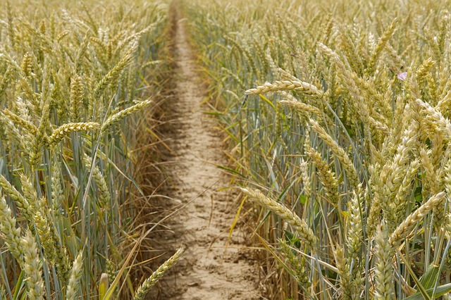 A MESSAGATE is a path leading through a cornfield.