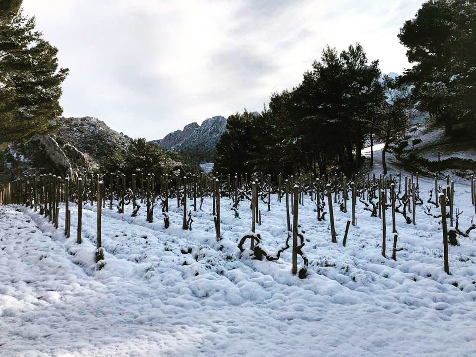 Quite unusual landscape on Gigondas high plots ! ❄️❄️❄️
#familleperrin #gigondas #rhonevalley #snow #winter