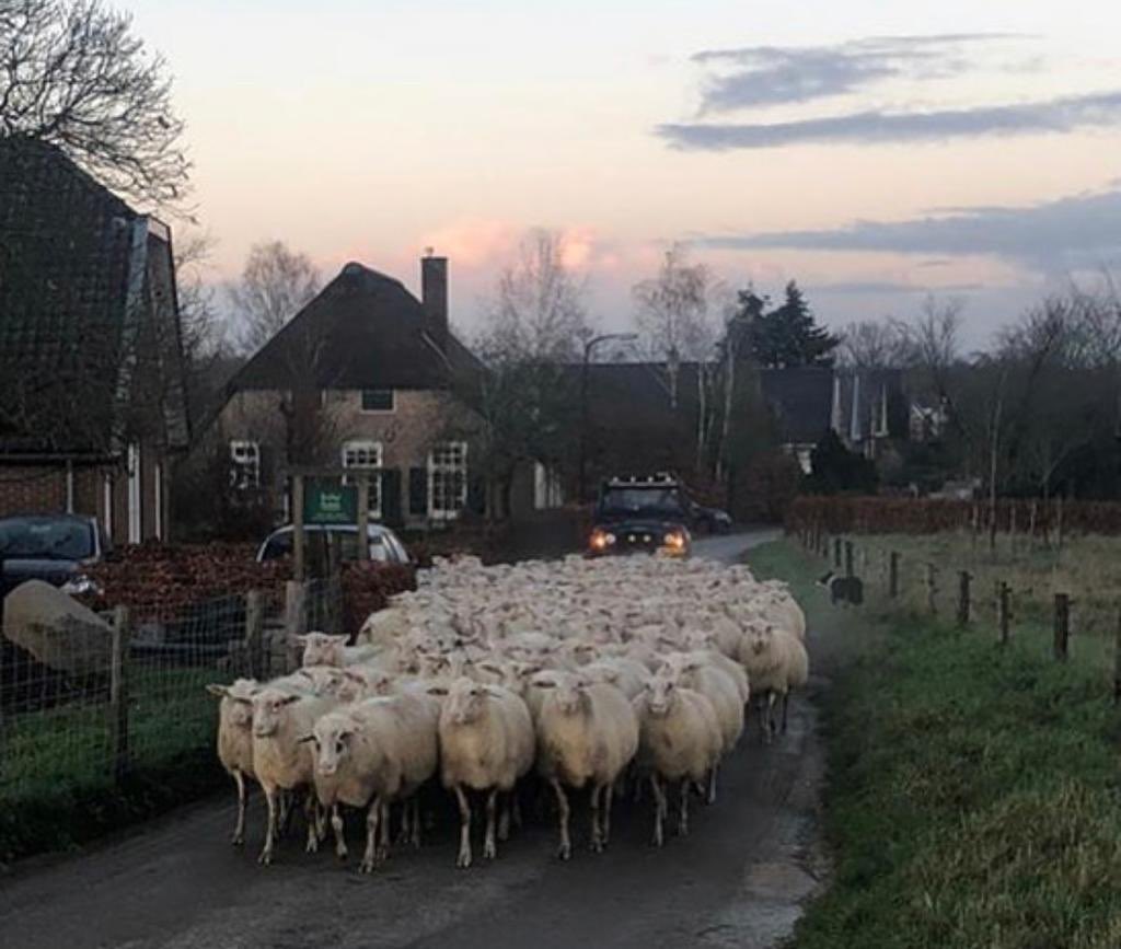 De schaapskudde van de #Loenermark op nieuwjaarsvisite bij de buren. #nieuwjaar #schaapskudde #veluwe <a href="/ArjenInfo/">Arjen Daalhuisen .</a>