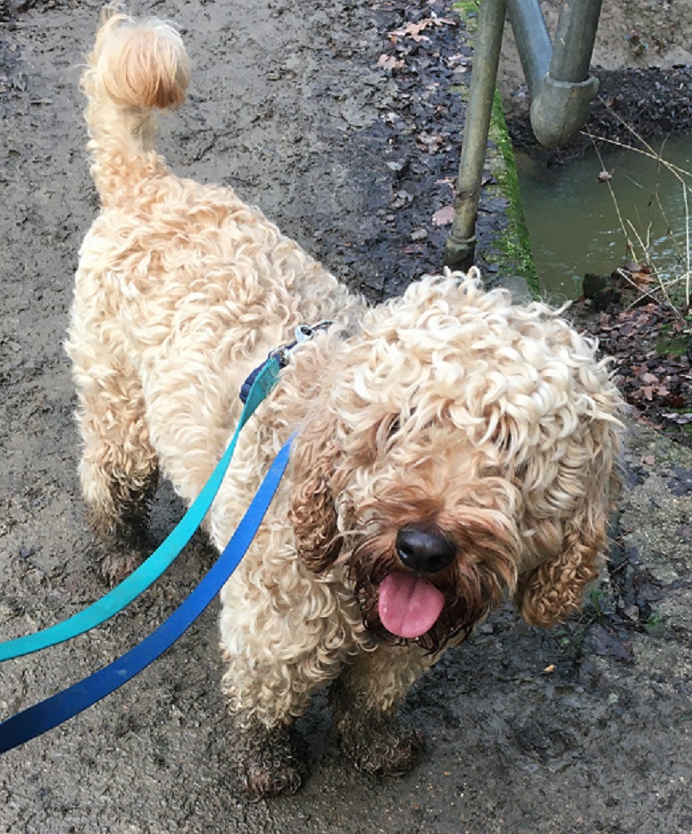 sibirro's tweet photo. teddy the cockerpoo is back in rescue looking for an understanding home - is currently at rescue remedies near horley gatwick

https://t.co/2Hqyvvr7Hi https://t.co/UysWa5A3Kp