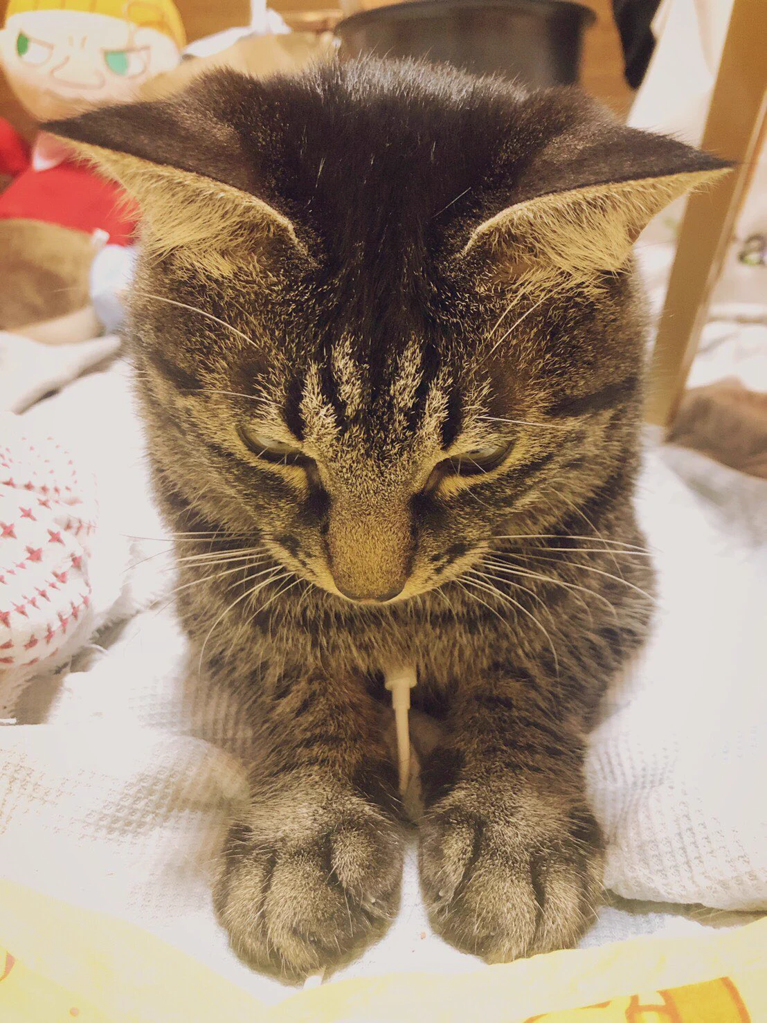 @denden7794 FF外失礼致します。
うちもこの間充電してました🐱🌟 