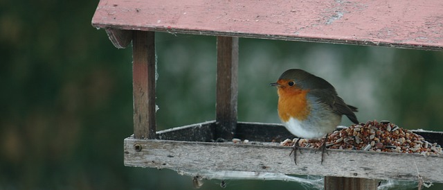 MallettsTruro's tweet photo. Please remember to feed the birds, they will appreciate your kindness.
Caroline recommends our premium bird food, known for it's premium quality rather than premium price!

#mealworms #birdfood #birds #feedingbirds #birdcare #birdseed #birdfeeder #peanuts #suetpellets https://t.co/5ZiQjCJsCT