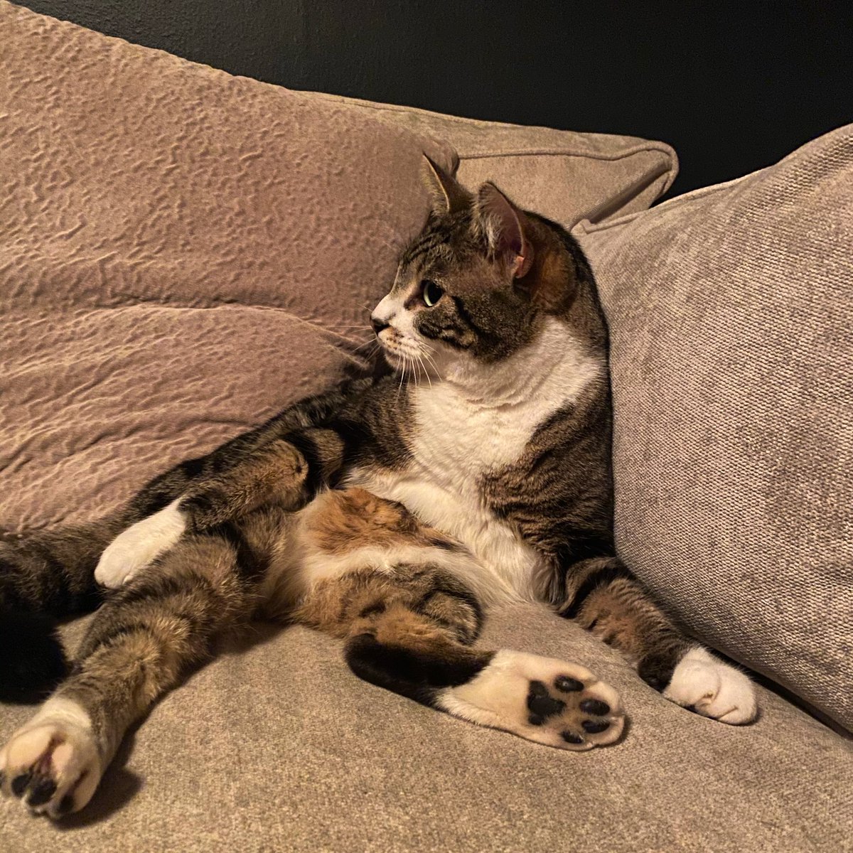 jennypeace87's tweet photo. @thismorning Freddie Peace my beautiful chilled Wonky rescue https://t.co/SBy5xLw2Qo