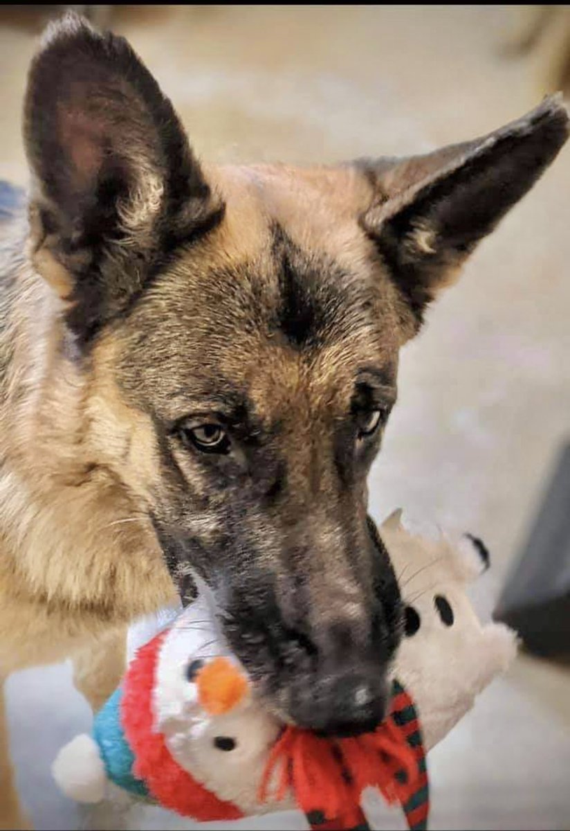 reddogsusie's tweet photo. TUCKER IS SAFE❤️🎉❤️
Thanks to Mid-Atlantic German Shepherd Rescue
Pledges/donations to:
PayPal
treasurer@magsr.org.
Mail:
P.O. Box 353 Mt. Airy, MD 21227.
Vet
Day and Night Animal Hospital at (901) 500-7556.
Pls ref: Tucker #MASA2240
Thank you to everyone who helped him🤗 https://t.co/sNsCcpavaL