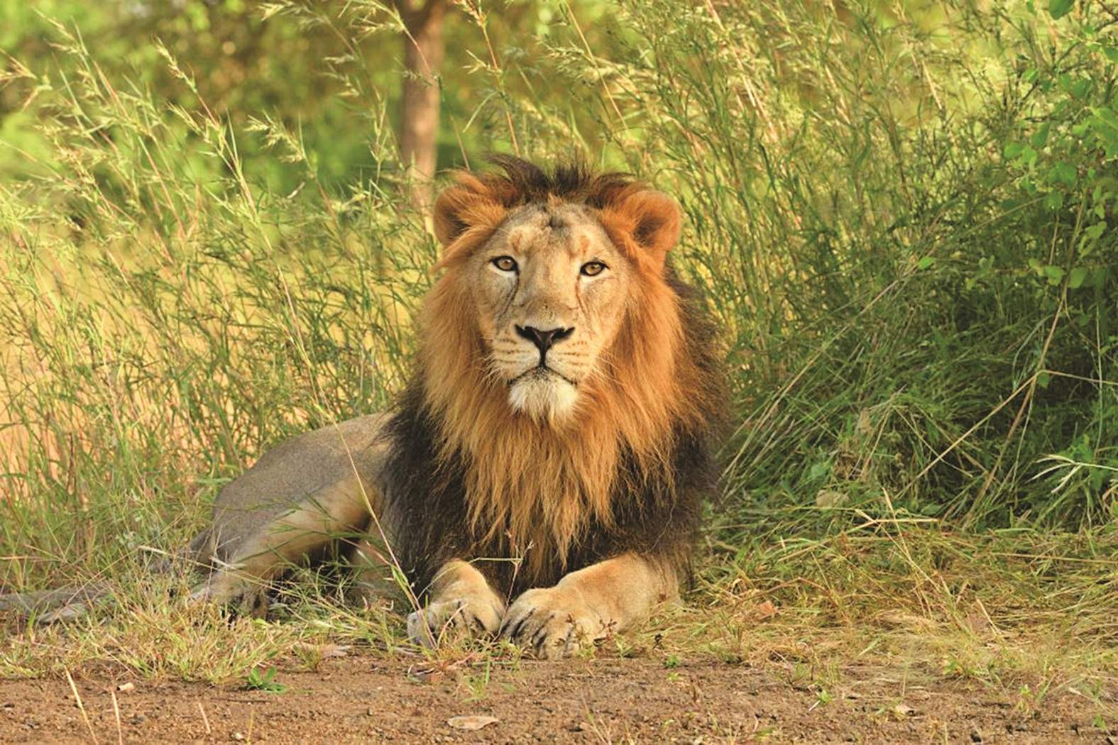 Gir National Park on Twitter: Gir National Park on Twitter: