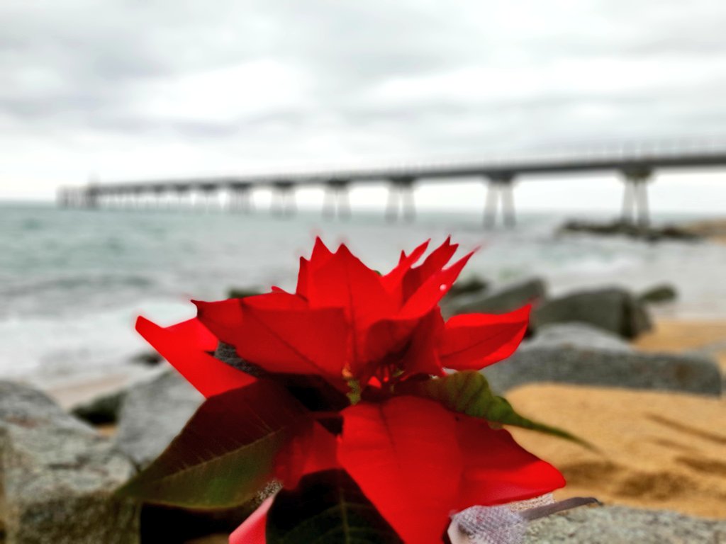 Gerhardss's tweet photo. #Catalunya #Barcelona #Badalona #morning #estructure #promenad #oldbridge #seakalm #wanderlust #plataform #lovebdn #Nadal https://t.co/J8G6Hz4wkG