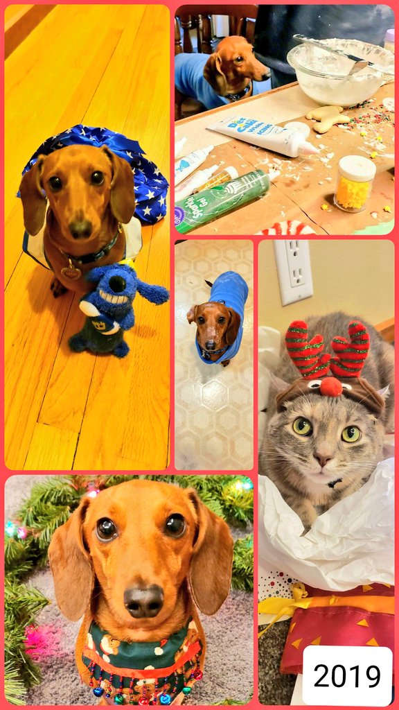 I think Chwistmas is about making memorwies (Mummy says expwoiting furbabies!! 😠🤣). Let's see your Chwistmas memorwies!! #christmasphotos #Christmas2020  #Tbt #dogs #dachshunds #CatsOfTwitter #ThrowbackThursday