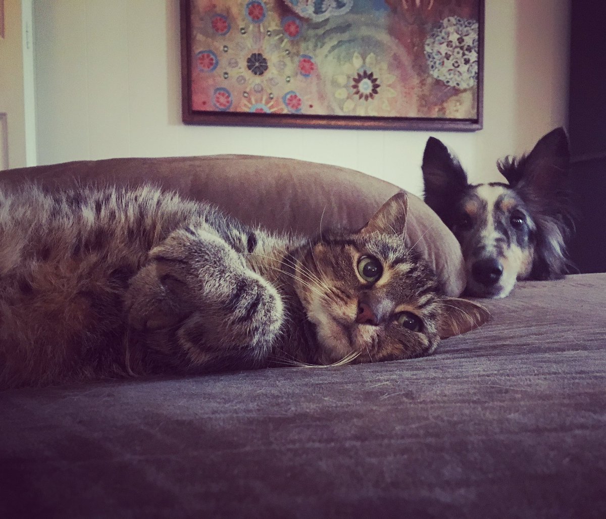 MalloryRaichel's tweet photo. @TheGoldenRatio4 2020 took my heart dog, Roxy, and our family cat, Sophie. It also brought us a healthy baby boy. So many conflicting emotions. #fuckcancer https://t.co/0dlI29smLB