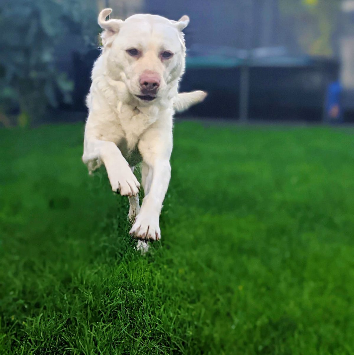 Kika_GuideDog's tweet photo. It may be a bit nippy out, but at least the sun’s shining which means that get to play in the garden! Hurray!☀️ https://t.co/wY6odAALg1
