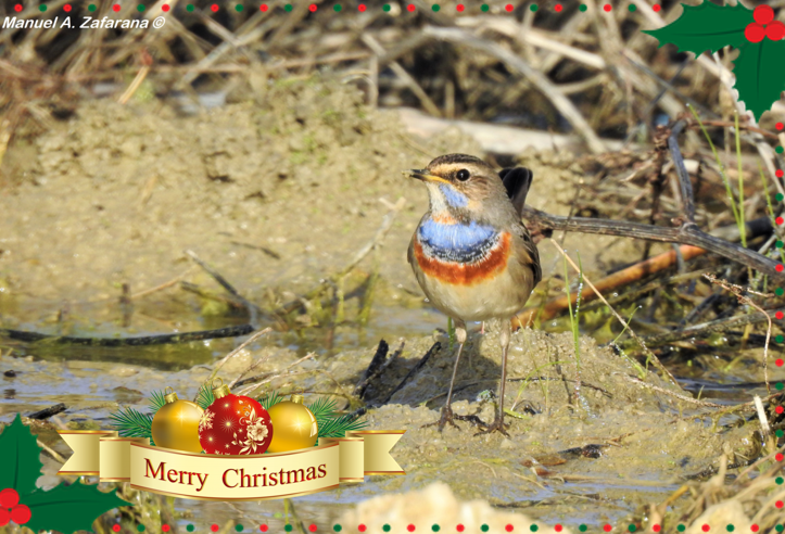 #Geloi's team takes the chance to wish each and everyone of you a #Merry #Christmas

#natale #sicilia #auguri #pettazzurro #wetland #birdlife #nature #conservation #xmas #bestbirds