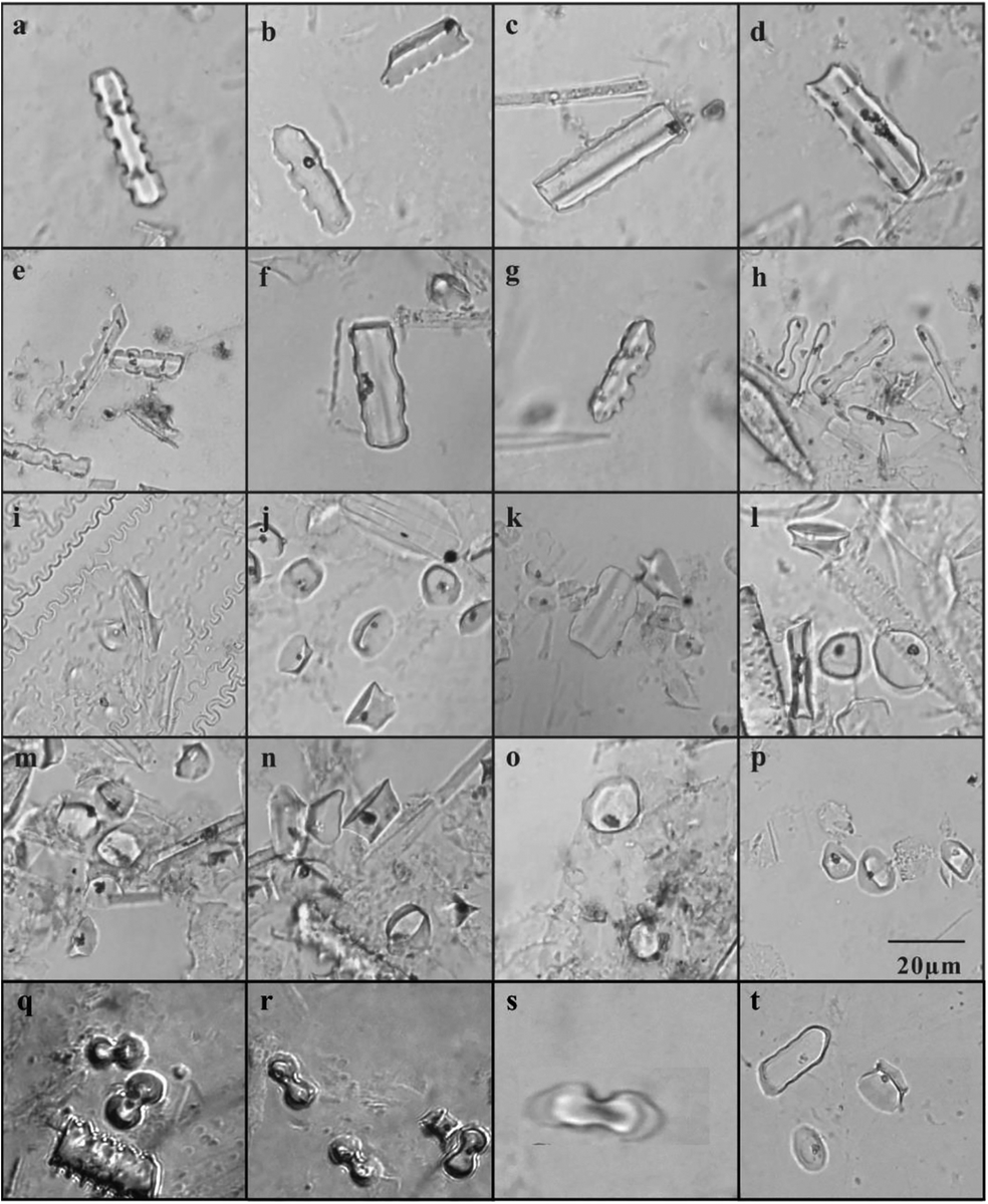 Huasheng_Huang's tweet photo. #Phytolith records of flourishing early #Holocene #Pooideae linked to an 8.2 ka cold event in subtropical #China 
@zuoxinxin1 et al. | Elementa-Science of the Anthropocene
https://t.co/I2OZA4IlJQ https://t.co/CTp3jKyQDk